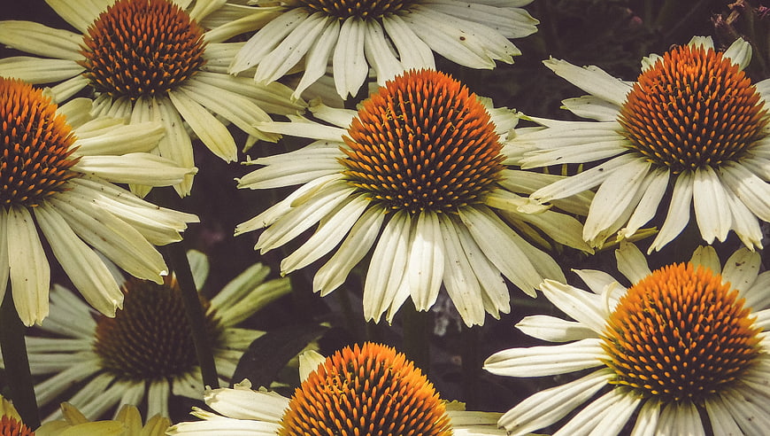 Close-up of vibrant orange and white coneflowers in a garden
