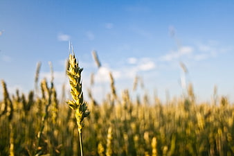 Close-up of golden wheat ear against blue sky