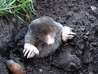 Close-up of a mole digging in dark soil