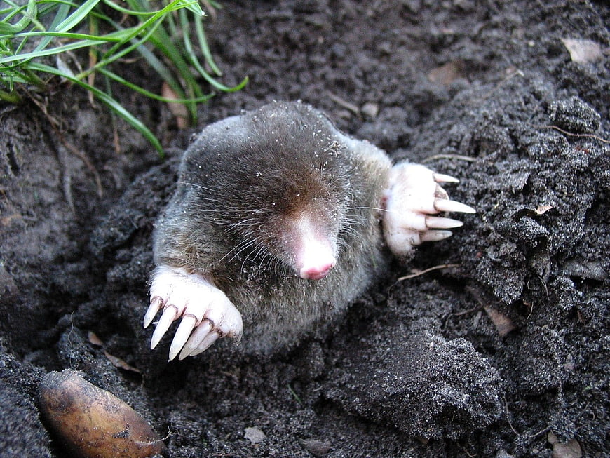 Close-up of a mole digging in dark soil
