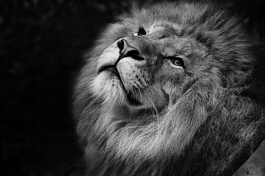 Black and White Close Up Portrait of a Majestic Male Lion