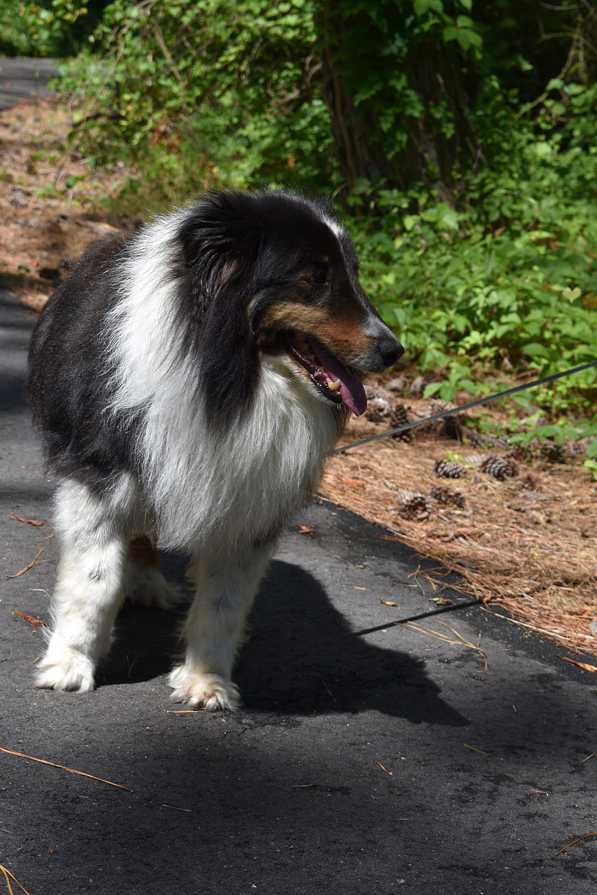 Shetland Sheepdog Walking on Paved Path in Forest