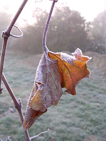 Frost-covered autumn leaf hanging on a vine in morning light