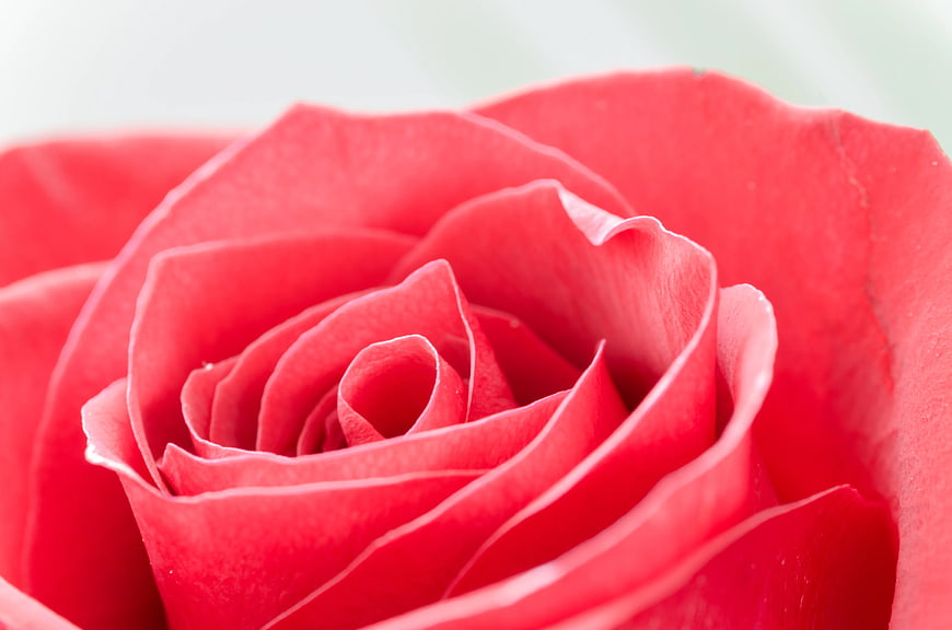 Close-Up of Vibrant Red Rose Petals