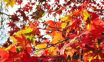 Vibrant Red and Orange Maple Leaves in Autumn Sunlight