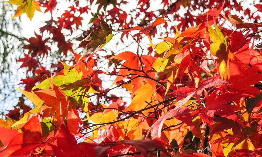Vibrant Red and Orange Maple Leaves in Autumn Sunlight