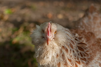 Close-up portrait of a white and brown speckled chicken