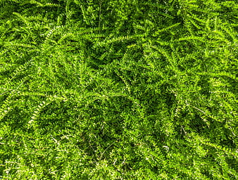 Vibrant Green Hedge Texture Background