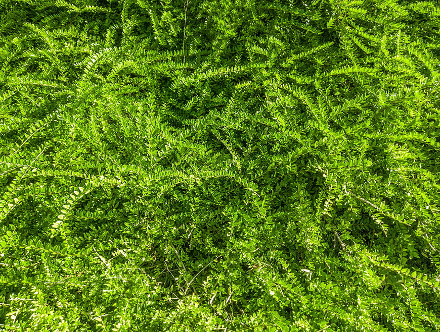 Vibrant Green Hedge Texture Background