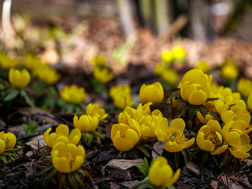 Close-up of yellow winter aconite flowers blooming in spring forest