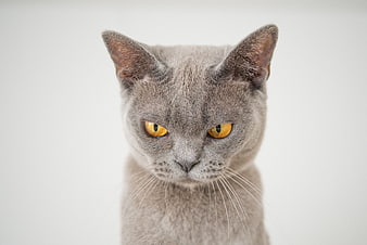 Close-up portrait of a grey cat with intense yellow eyes