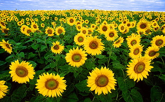 Vibrant Sunflower Field Under Blue Sky