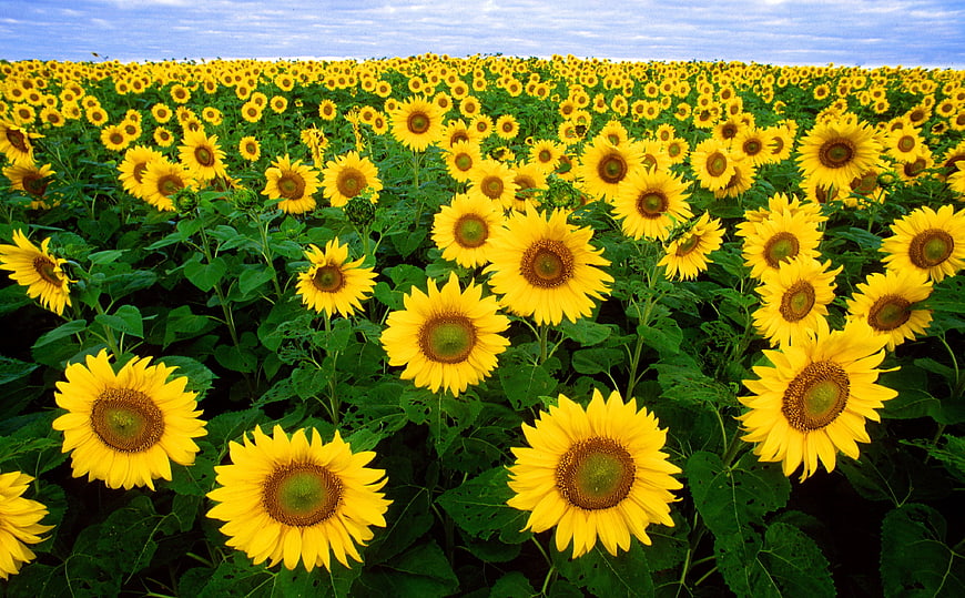 Vibrant Sunflower Field Under Blue Sky
