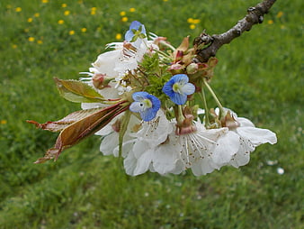 White Cherry Blossoms and Blue Speedwell Flowers on Branch