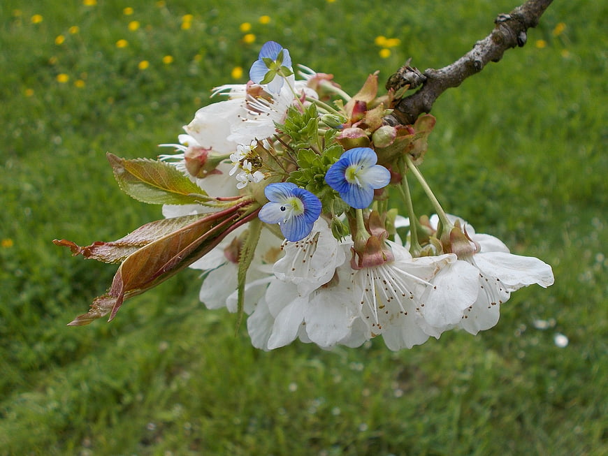 White Cherry Blossoms and Blue Speedwell Flowers on Branch