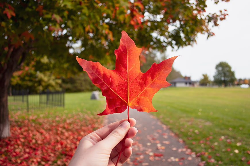 Hand holding vibrant red maple leaf in autumn park