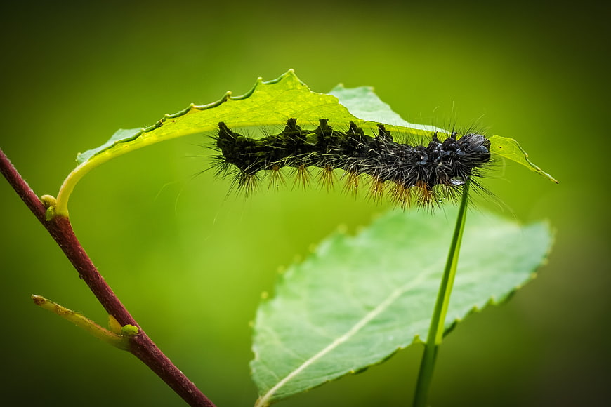 Hairy black caterpillar crawling on a green leaf in nature