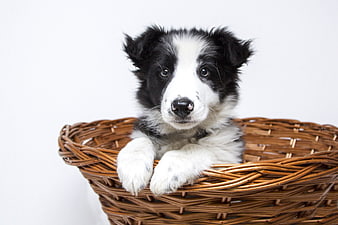 Cute black and white border collie puppy in wicker basket