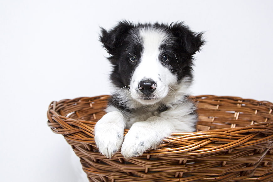 Cute black and white border collie puppy in wicker basket
