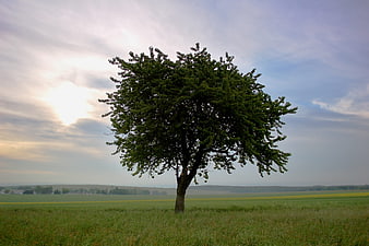 Lone Tree in Green Field with Dramatic Sky