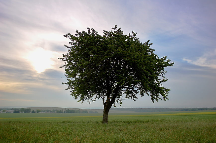 Lone Tree in Green Field with Dramatic Sky
