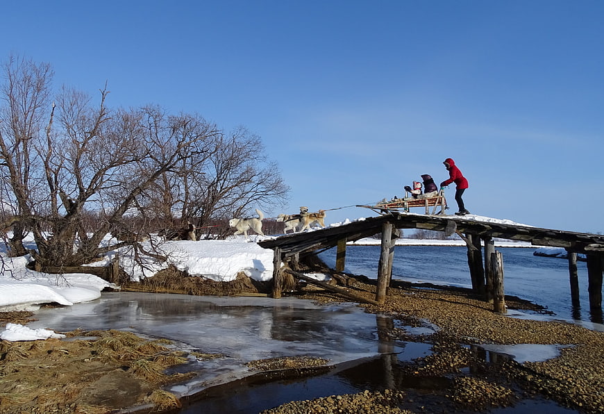 Dog sled team crossing wooden pier in winter landscape