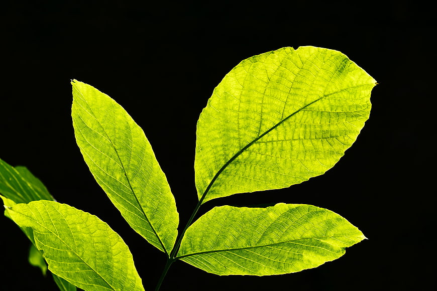 Vibrant green leaves backlit against a black background