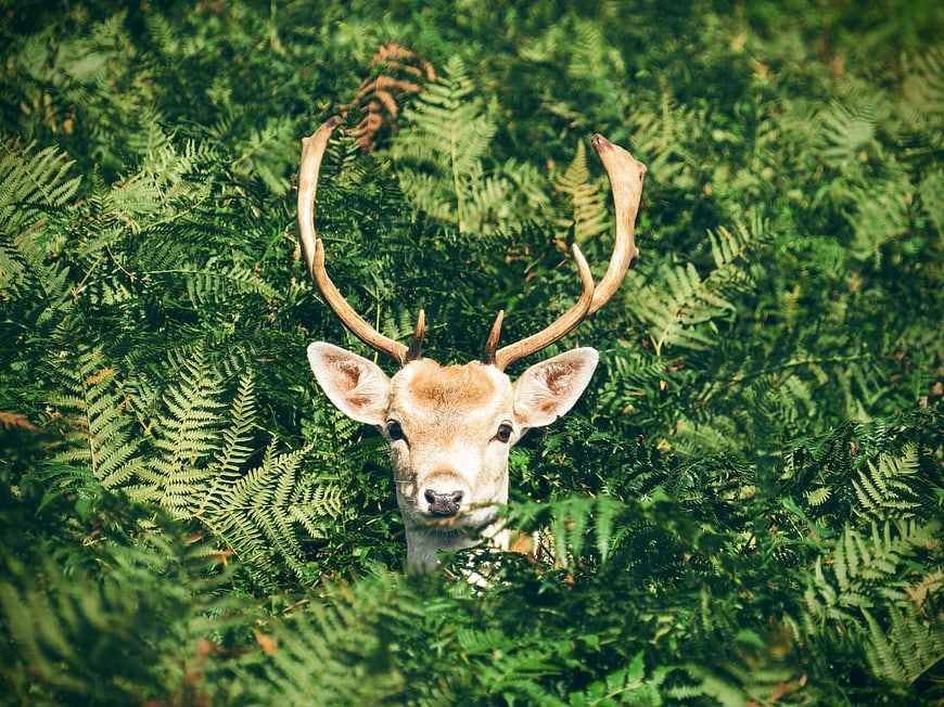 Red Deer Stag Peeking Through Green Ferns in Forest