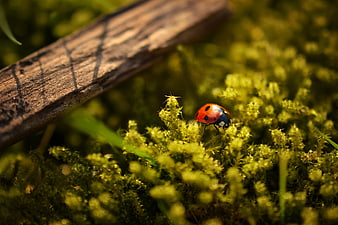 Close-up of a red ladybug on green moss