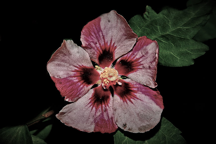 Close-up of a purple and white hibiscus flower on black