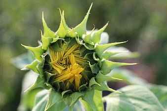 Close-up of a budding sunflower with green sepals