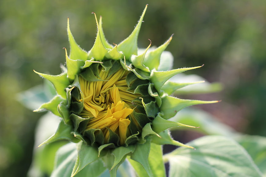 Close-up of a budding sunflower with green sepals