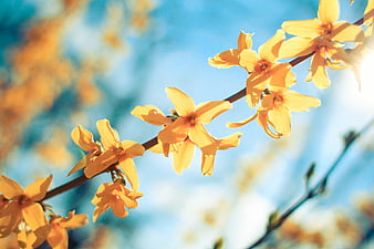Yellow Forsythia Flowers Blooming Against Blue Sky
