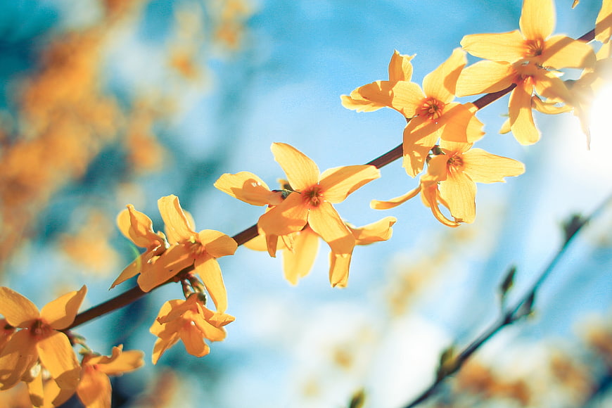 Yellow Forsythia Flowers Blooming Against Blue Sky