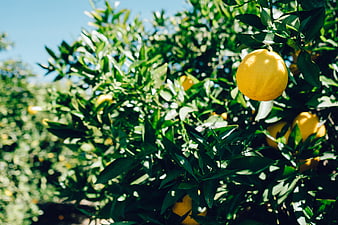 Ripe Yellow Oranges Hanging on a Tree in Sunlight