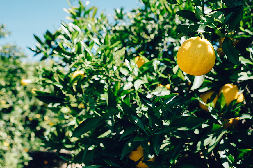 Ripe Yellow Oranges Hanging on a Tree in Sunlight