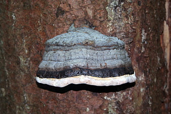 Close-up of Grey Tinder Fungus Growing on Tree Bark