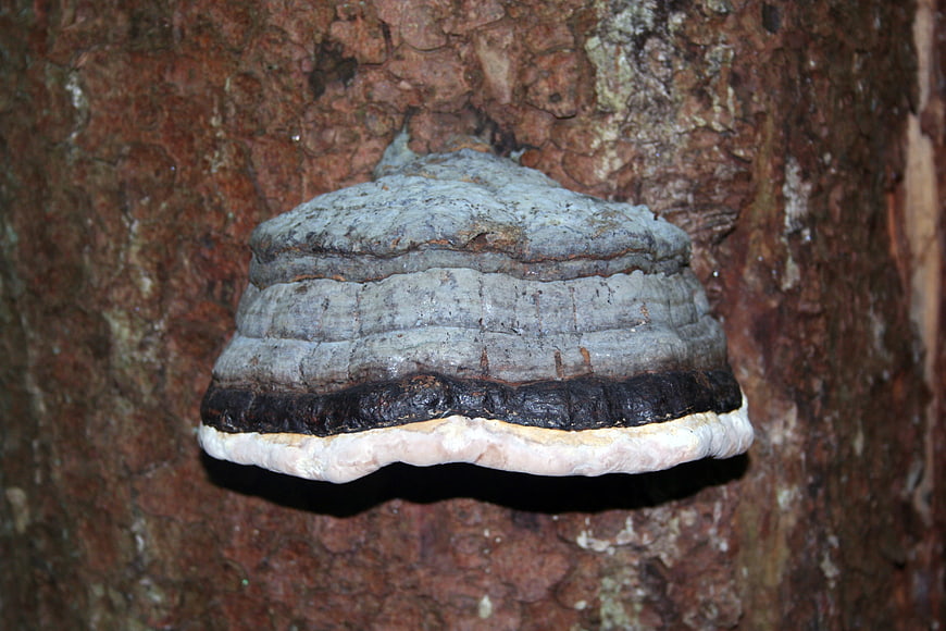 Close-up of Grey Tinder Fungus Growing on Tree Bark