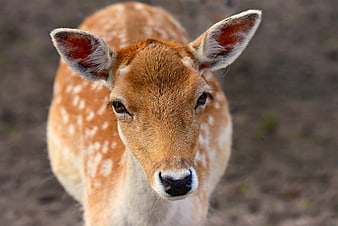 Close-up portrait of a spotted fallow deer looking directly at the camera