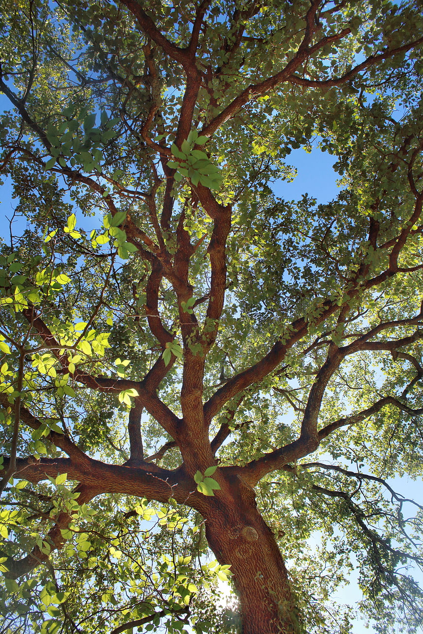 Low angle view of large oak tree canopy against blue sky