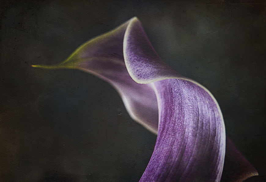 Close-up of purple calla lily on dark textured background