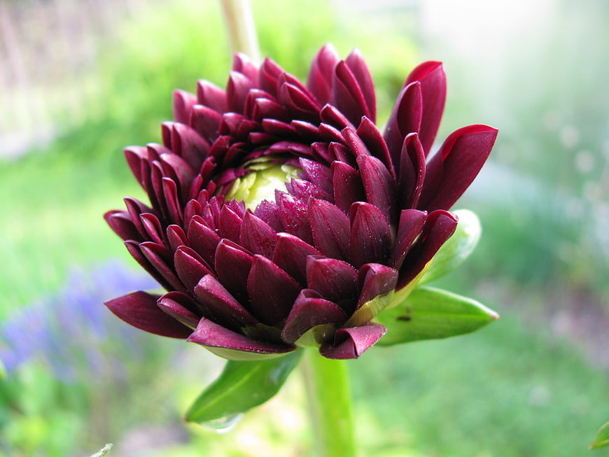 Close-up of a deep purple aster flower bud in a garden