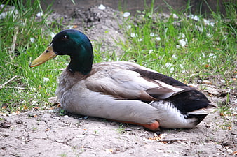 Male Mallard Duck Resting on Grassy Bank