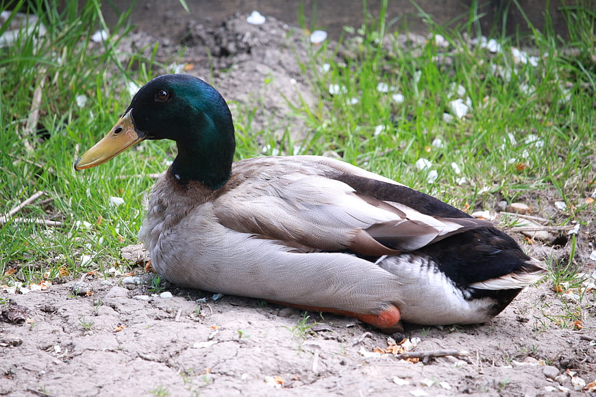 Male Mallard Duck Resting on Grassy Bank