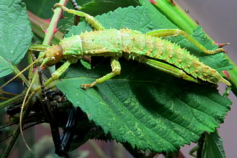 Green Spiny Stick Insect Camouflaged on Leaf