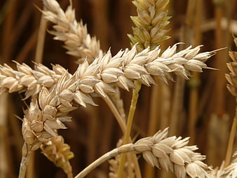 Close-up of ripe golden wheat ears in a field