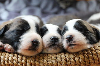 Three Sleeping Newborn Puppies In Wicker Basket