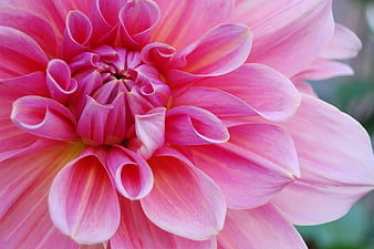 Close-up of vibrant pink dahlia flower petals