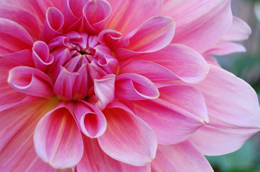 Close-up of vibrant pink dahlia flower petals