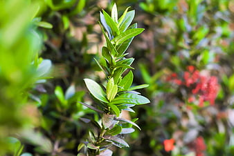 Close-up of vibrant green plant leaves with blurred red flowers